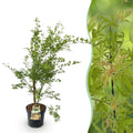 Acer palmatum Methamorphosa, detail van het blad