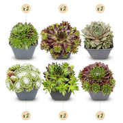 12x - Sempervivum Big Sam - Ø7cm - ↕10-12cm