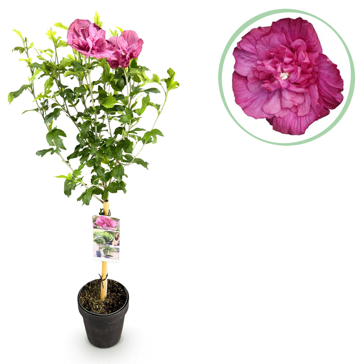 Hibiscus syriacus Magenta Chiffon®, detail van het blad