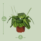 Detailfoto van Maranta Leuconeura Fascinator Lemon Lime