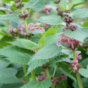 Dovenetel Lamium, bodembedekker om zelf te kweken, 6 pluggen