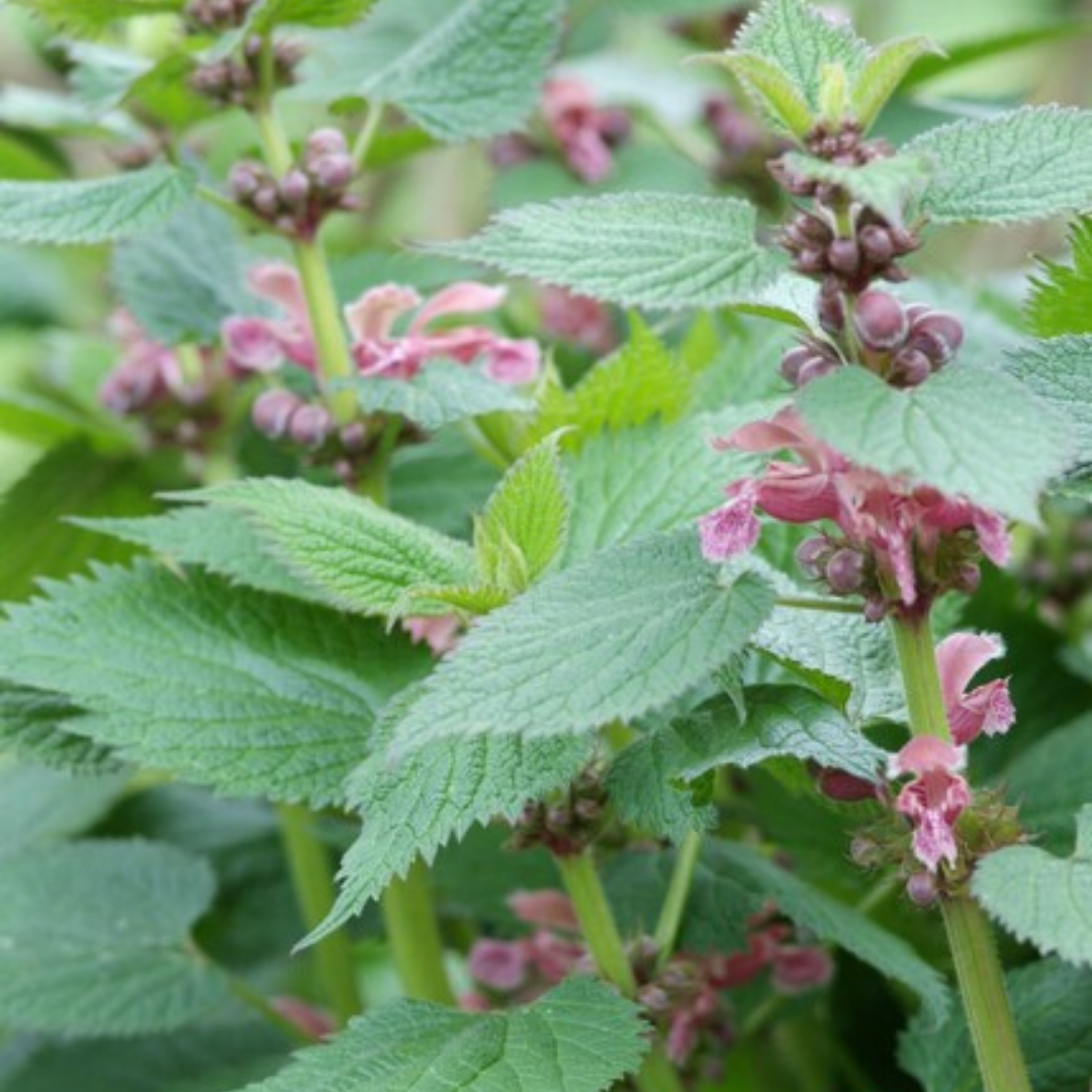 Dovenetel Lamium, bodembedekker om zelf te kweken, 6 pluggen, kenmerkend blad