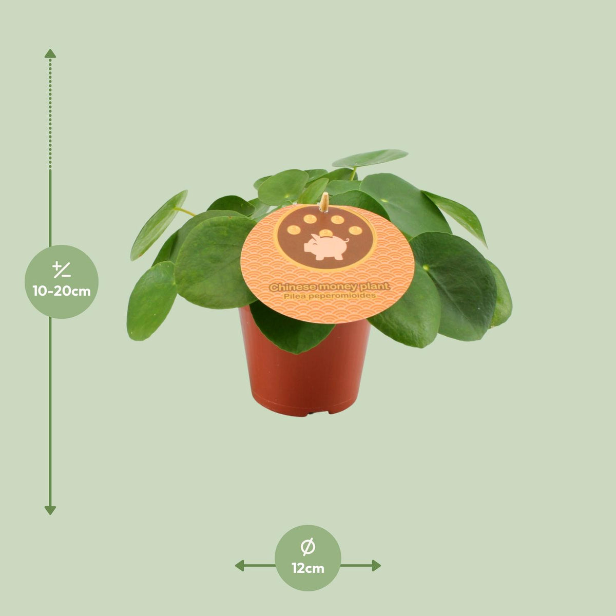 Detailfoto van Pilea Peperomioides