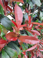Photinia fraseri 'Carré Rouge' - Kant-en-Klaar Haag - 120 x, kenmerkend blad