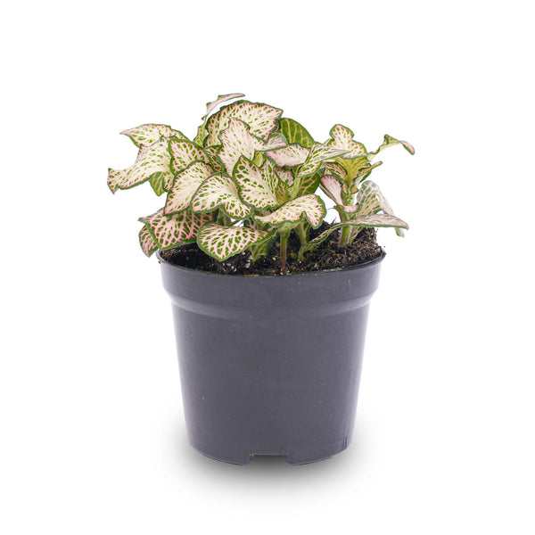 Fittonia 'Pink Tiger', mozaïekplant in roze, wit en groen