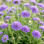 Duifkruid col. Butterfly Blue, met paarse bloemen