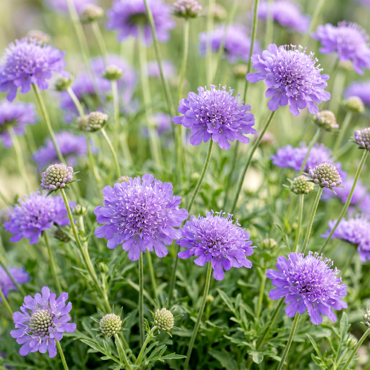 Duifkruid col. Butterfly Blue, met paarse bloemen, groene bladeren