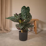 Calathea ornata, kamerplant met gestreept blad, 75 cm hoog
