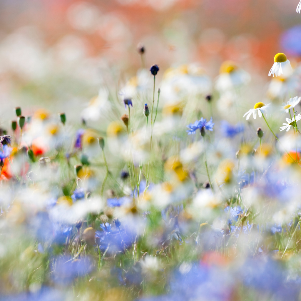 Wilde bloemenzaad voor bijen en vlinders, 100 gram, 30-50 m², detail van het blad
