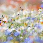 Wilde bloemenzaad voor bijen en vlinders, 100 gram, 30-50 m², detail van het blad