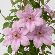 Clematis &