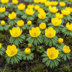 Eranthis Cilicica, detail van het blad