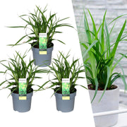Carex morrowi &