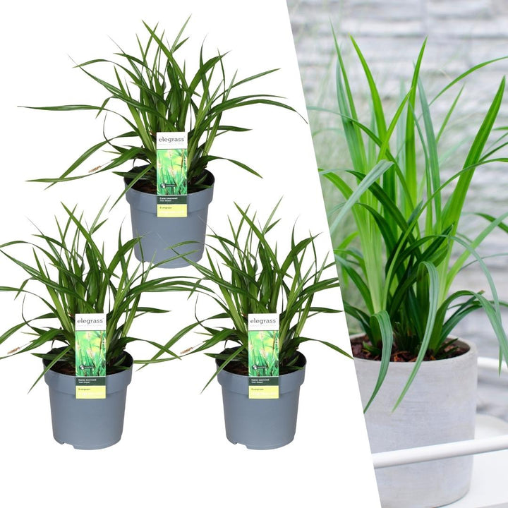 Carex morrowi &