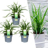Carex morrowi 'Irish Green'