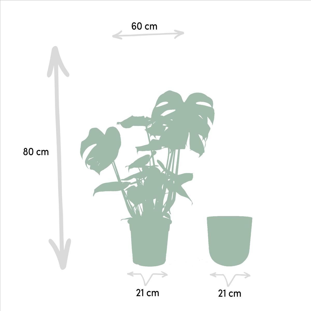 Detailfoto van Monstera Deliciosa