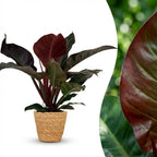 Philodendron Imperial Red - Rood met Mand, detail van het blad