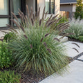 Lampenpoetsersgras Pennisetum 'Black Beauty', met pluim, groene bladeren