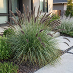 Lampenpoetsersgras Pennisetum 'Black Beauty', met pluim, groene bladeren