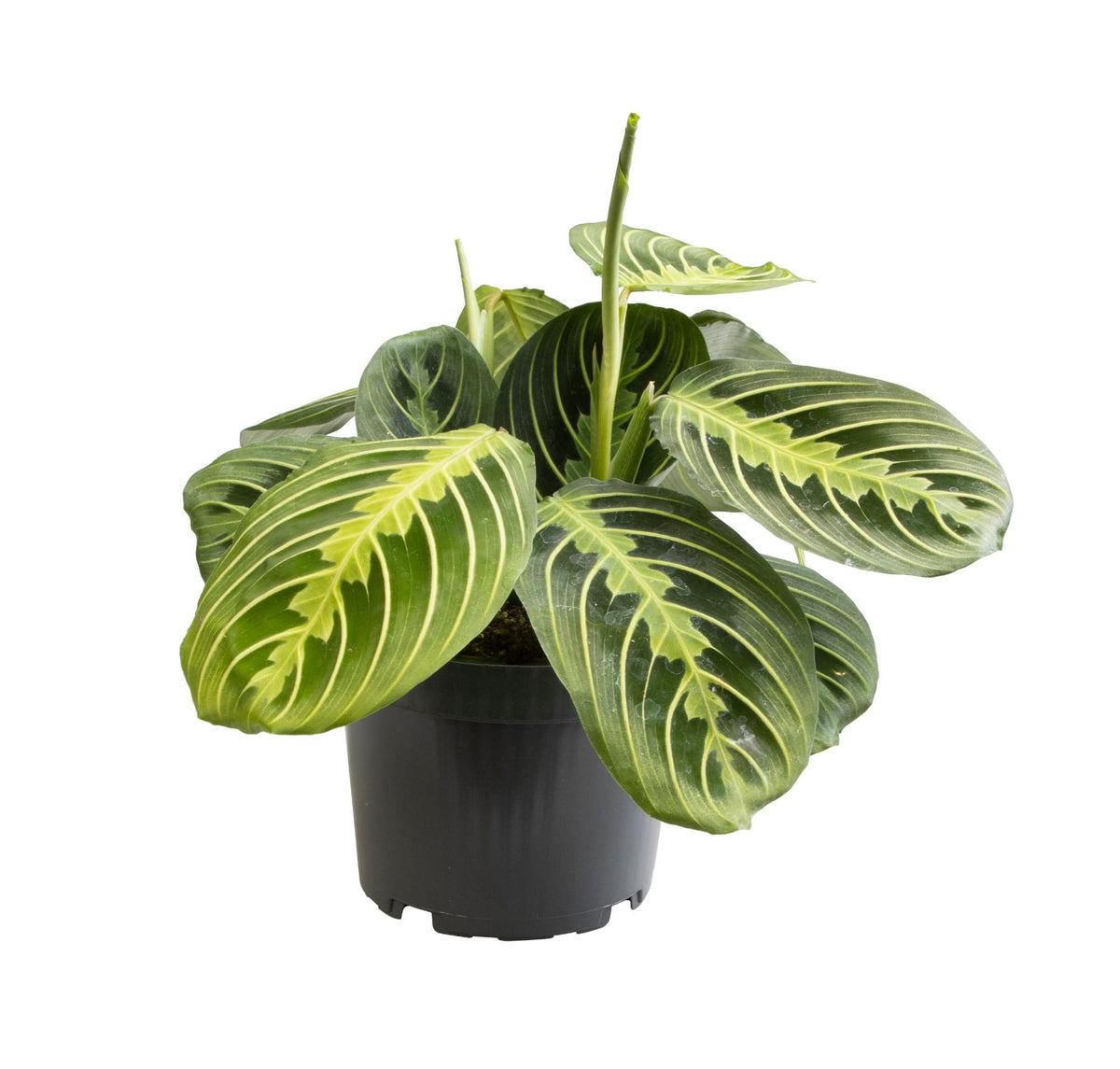 Productfoto van Maranta Lemon Lime