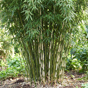 Fargesia robusta Pingwu, 35 cm hoog
