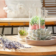 ROOTLESS Succulent Echeveria Lilacina in schaal &