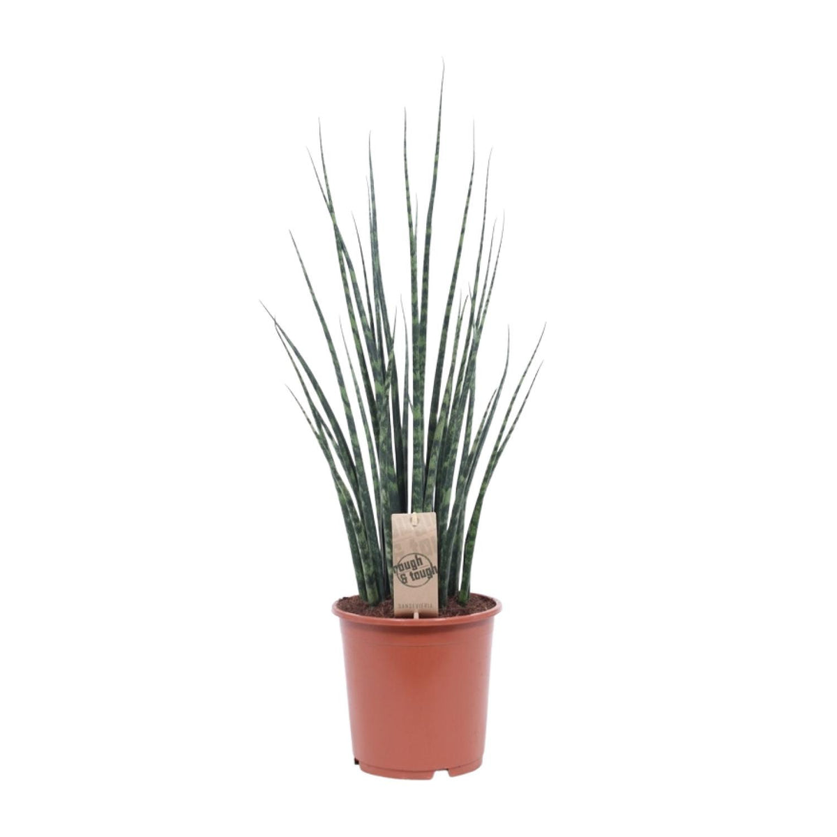 Sansevieria Fernwood Mikado, plant in pot