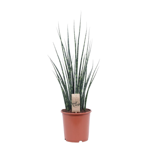 Sansevieria Fernwood Mikado