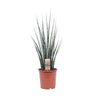 Sansevieria Fernwood Mikado