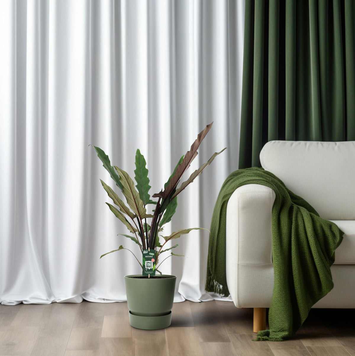 Productfoto van Alocasia Lauterbachiana