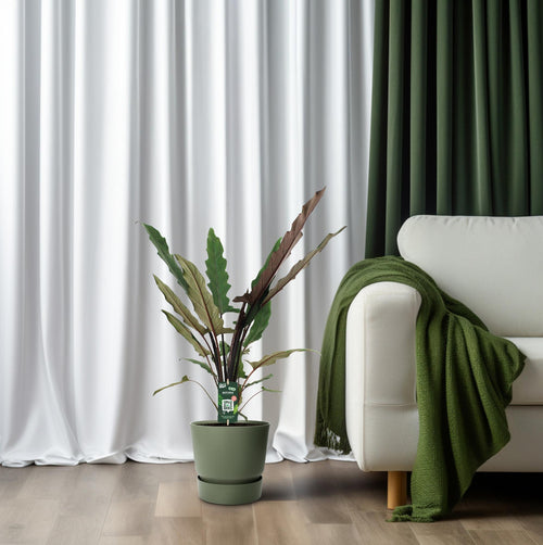Productfoto van Alocasia Lauterbachiana