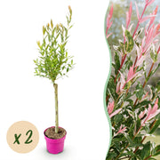 2x - Salix Flamingo - Ø17cm - ↕70-80cm