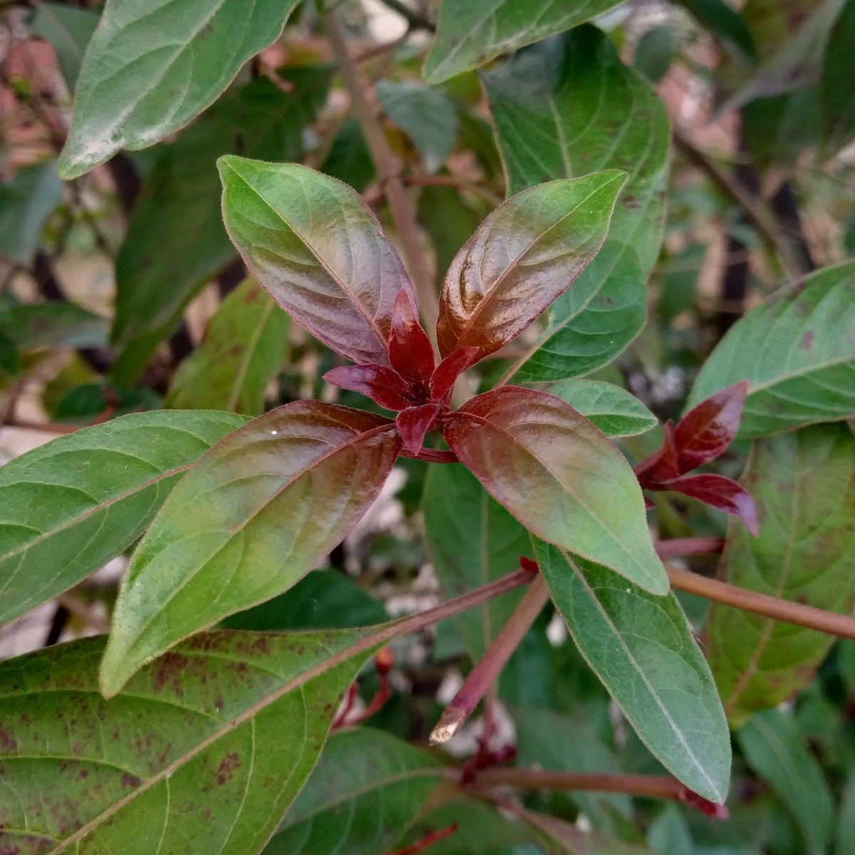 Cornus alba Kesselringii, groeiwijze van de plant