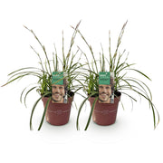 Carex morrowii Ice Dance, 50 cm hoog