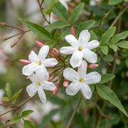 Jasminum officinale - echte jasmijn - Ø9 cm