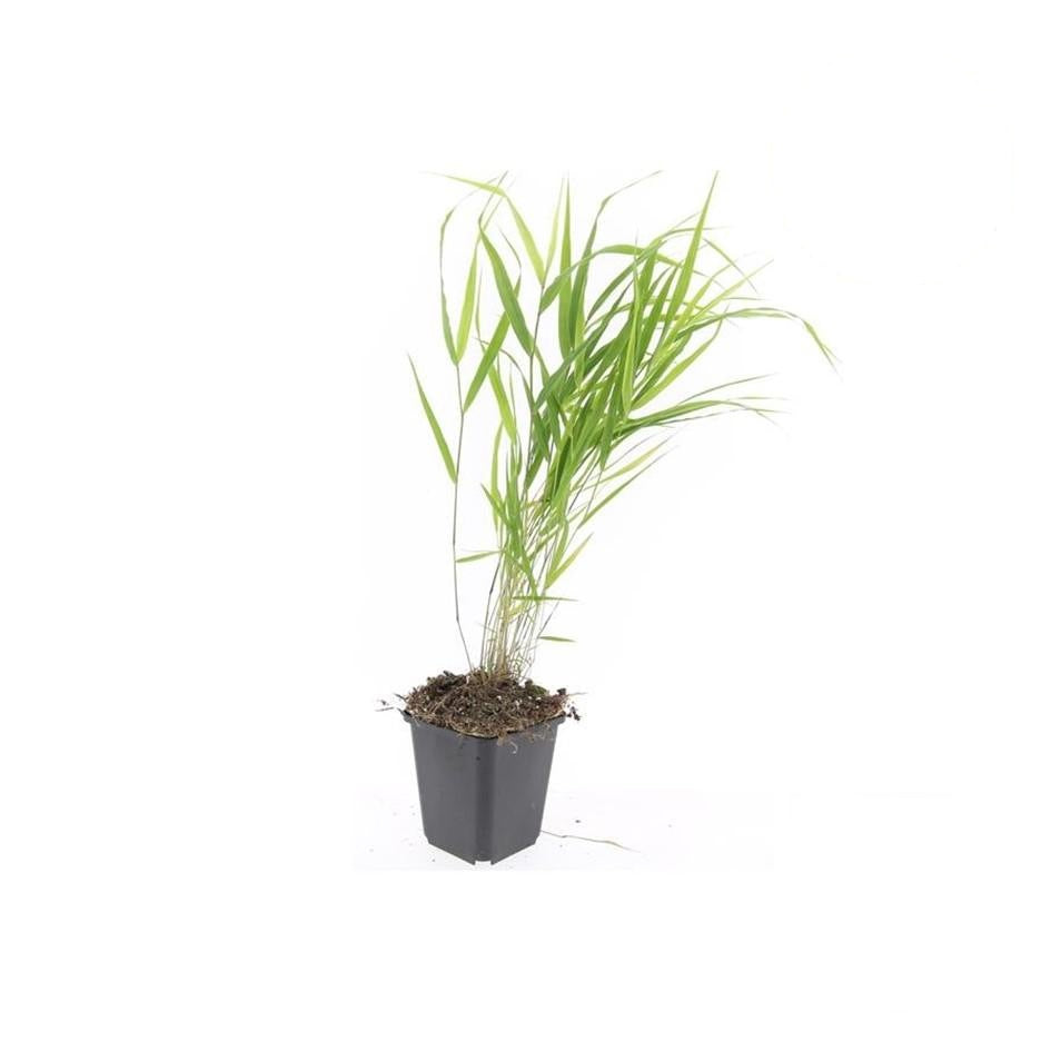 Hakonechloa macra, detail van het blad