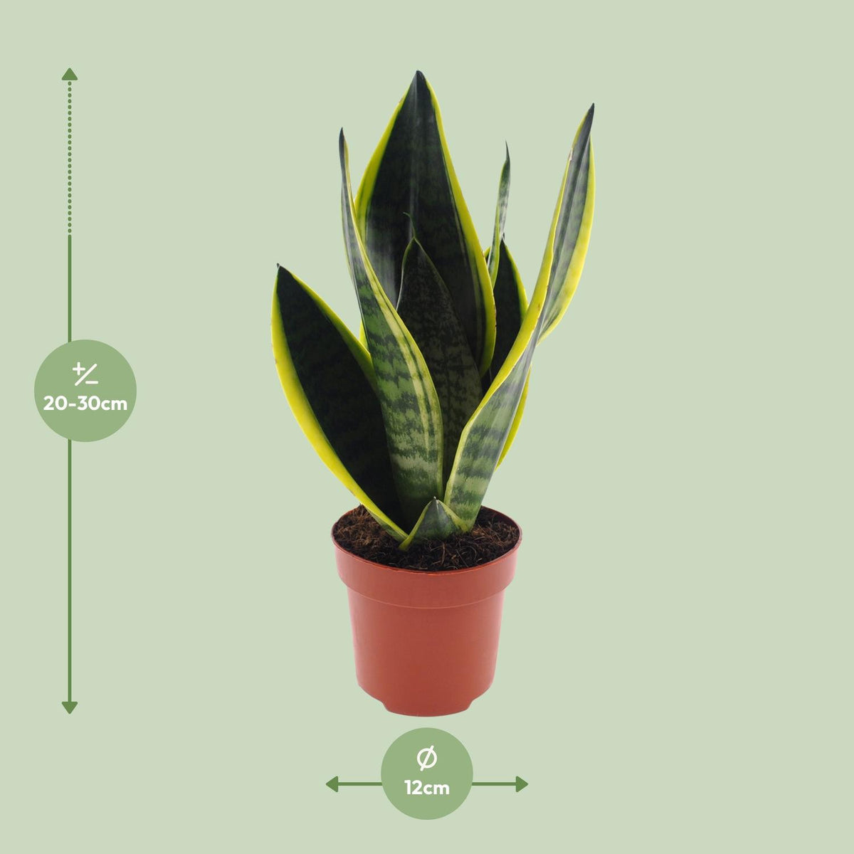 Detailfoto van Sansevieria Futura Superba