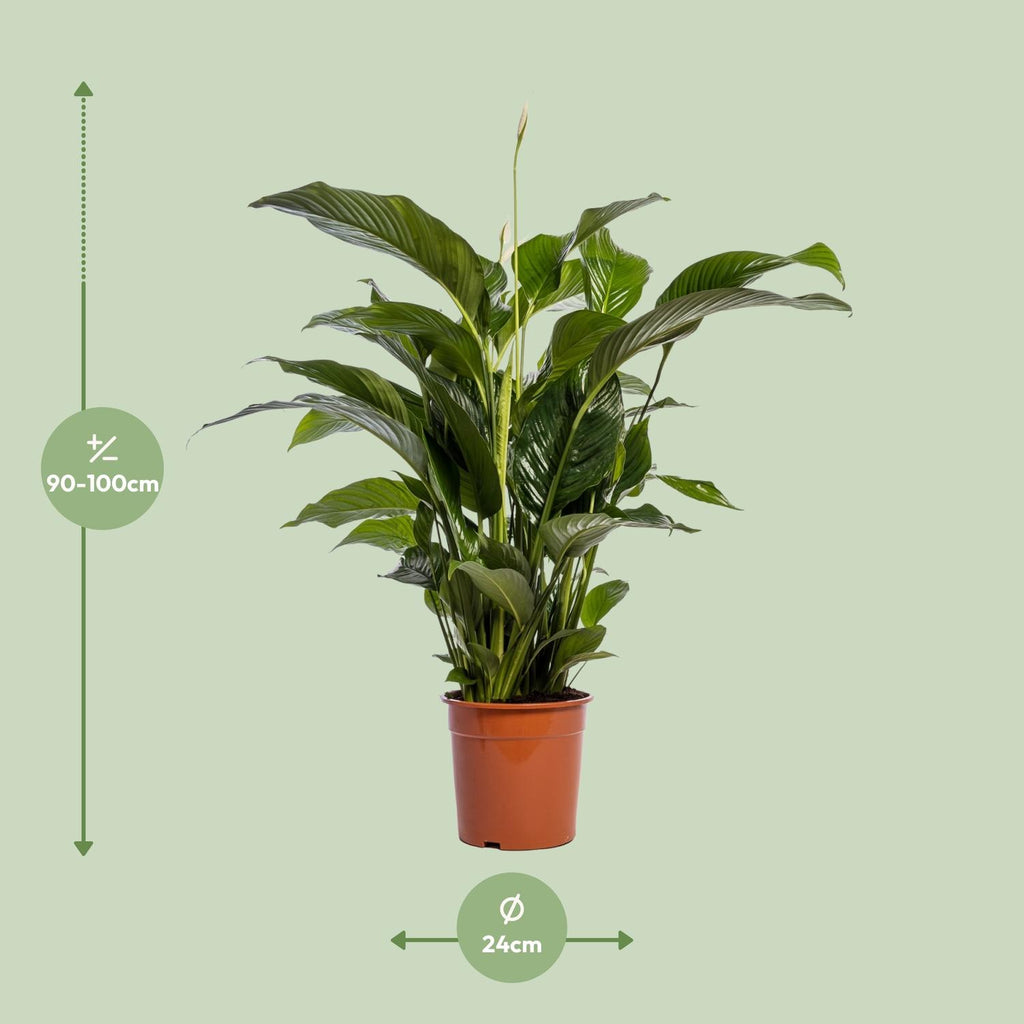 Detailfoto van Spathiphyllum Bellini
