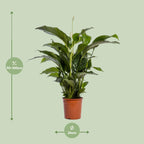 Detailfoto van Spathiphyllum Bellini
