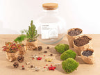 Bolder Bob Bonsai Kerst - Zelf samenstellen, gezonde plant