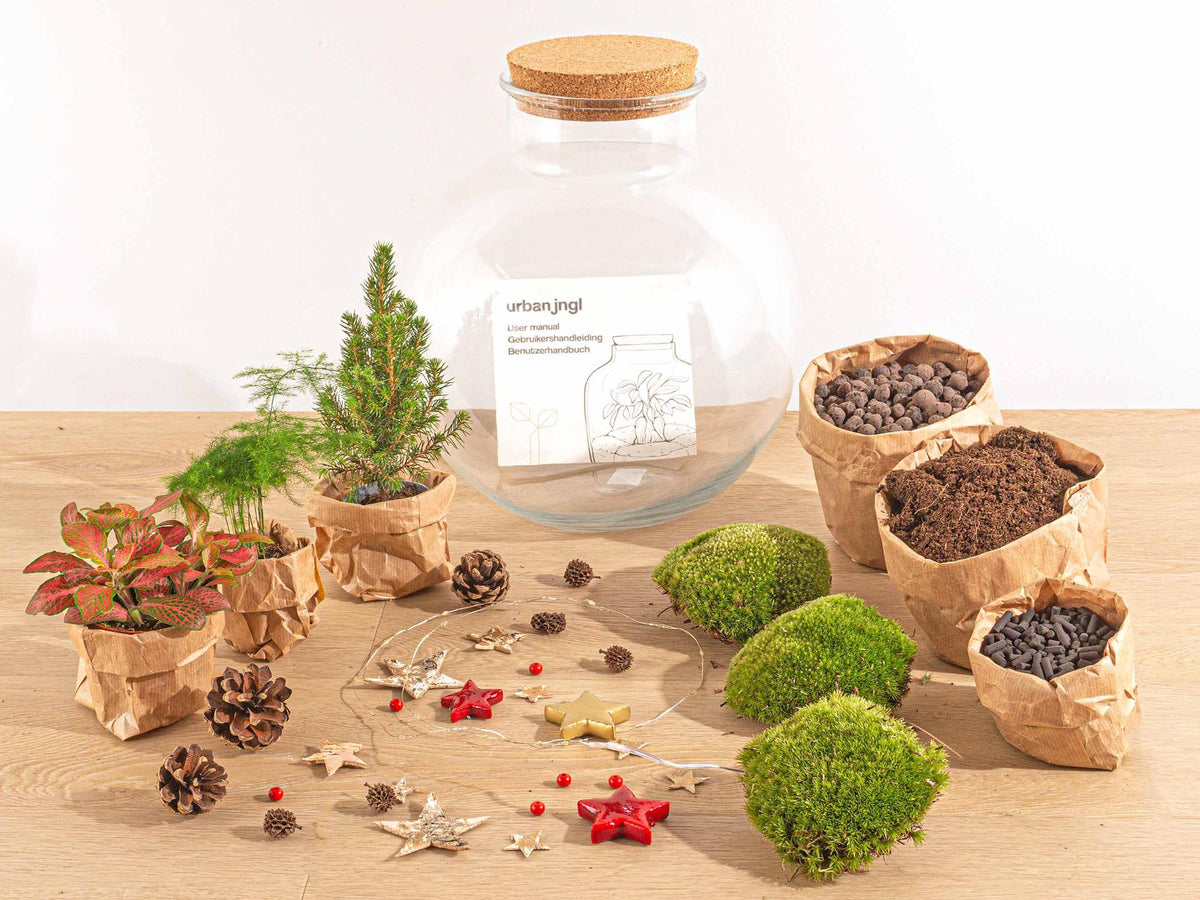 Bolder Bob Bonsai Kerst - Zelf samenstellen, gezonde plant