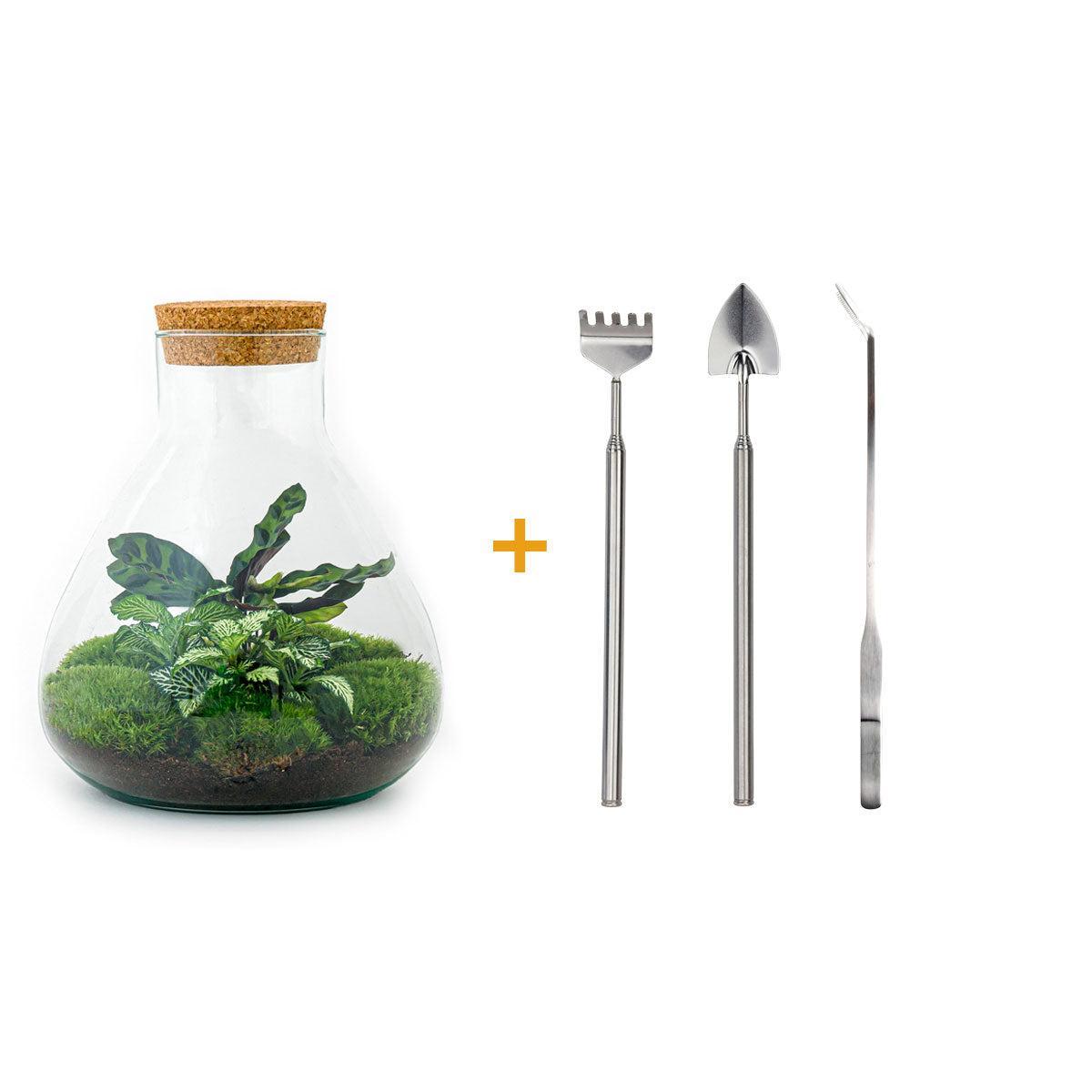 Productfoto van DIY terrarium - Sammie Calathea - Met hark, schep en pincet