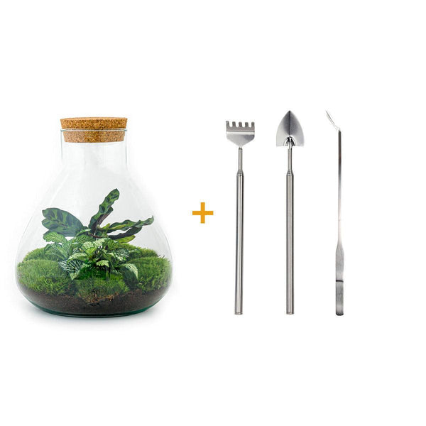 DIY terrarium - Sammie Calathea - Met hark, schep en pincet