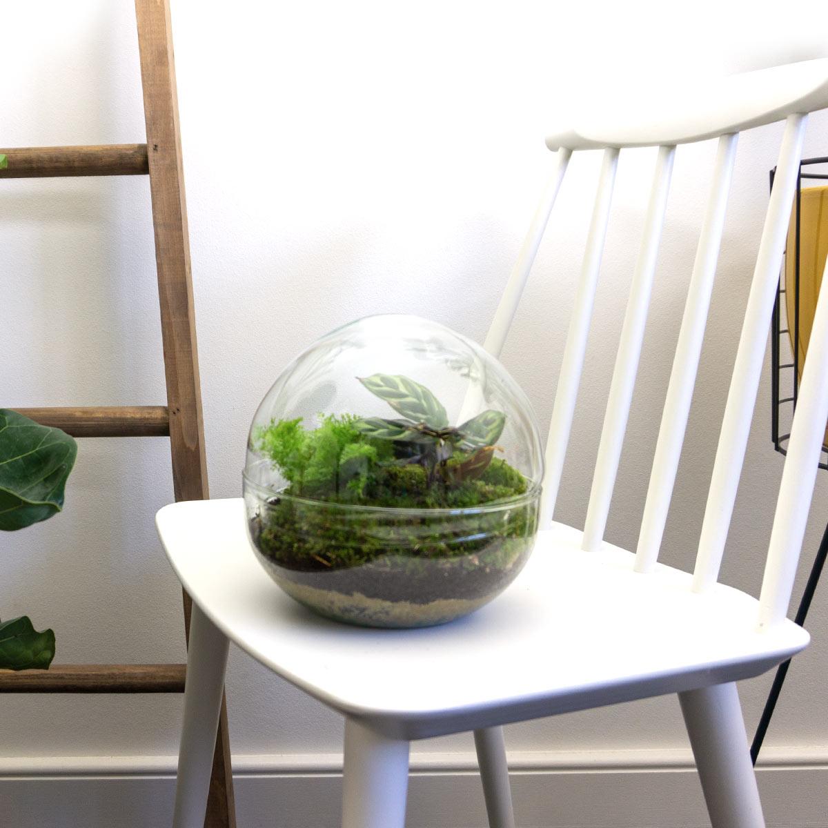 Detailfoto van DIY terrarium bolglas Dome, compleet gereedschap