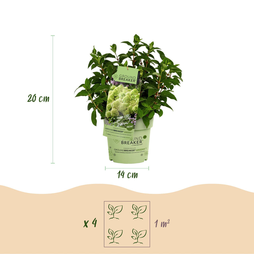 Hydrangea panniculata Groundbreaker Greeny, kenmerkend blad