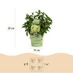Hydrangea panniculata Groundbreaker Greeny, kenmerkend blad