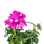 8x Pelargonium Peltatum Violet, kenmerkend blad