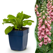 Digitalis x mertonensis - vingerhoedskruid - 24 planten