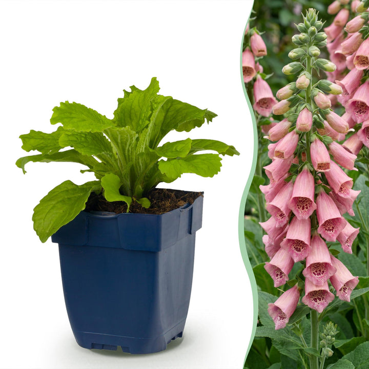 Digitalis x mertonensis - vingerhoedskruid - 24 planten