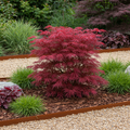 Japanse esdoorn Acer palmatum Skeetsers Broom, plant in pot